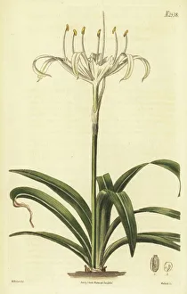 Weddell Prints: Rain flower, Pancratium zeylanicum