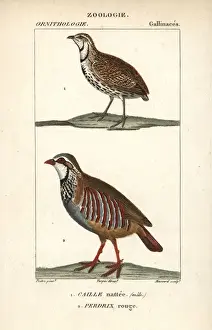Rufa Prints: Rain quail, Coturnix coromandelica, and red-legged
