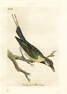 Variegated Gallery: Rainbow bee-eater, Merops ornatus