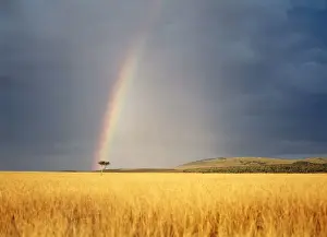 Grasslands Prints: RAINBOW - Kenya