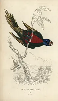 Psittacus Prints: Rainbow lorikeet, Trichoglossus haematodus