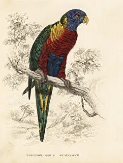 Rainbow lorikeet, Trichoglossus haematodus