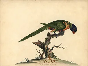 Images Dated 12th November 2019: Rainbow lorikeet, Trichoglossus moluccanus