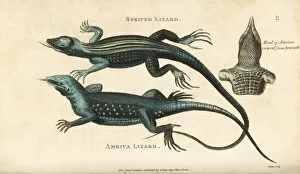 Amphibia Collection: Rainbow whiptail lizard and giant ameiva lizard