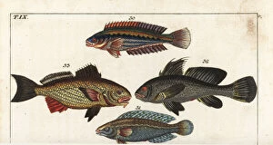 Rainbow wrasse, argus wrasse, brown meagre, and shi drum