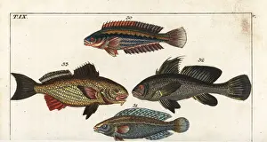 Gottlieb Prints: Rainbow wrasse, argus wrasse, brown meagre, and shi drum