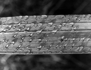 Images Dated 16th June 2011: RAINDROPS