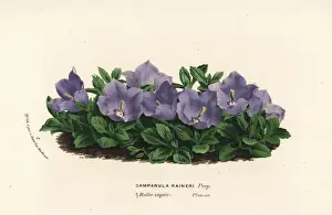 Rainers bellflower, Campanula raineri