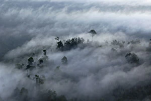Aerials Gallery: Rainforest canopy in a thick mist at dawn