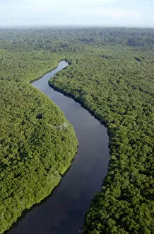 Aerials Gallery: Rainforest and a river near Sekong Bay, near Sandakan
