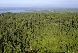 Aerials Gallery: Rainforest and Sekong Bay near Sandakan