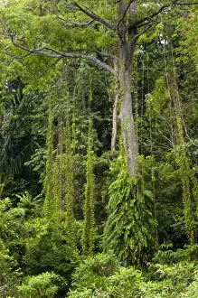 Rainforests Prints: A rainforest on the slopes of volcanic Tioman Island