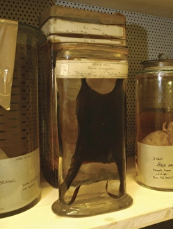 Elasmobranch Collection: Raja marginata, skate egg case