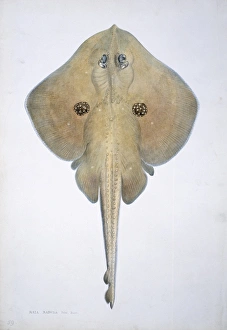 Raja Gallery: Raja naevus, cuckoo ray