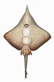 Skate Gallery: Raja rhina, or Longnose Skate
