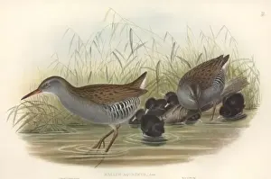 Rallus aquaticus, water rail