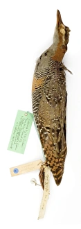 Images Dated 21st February 2008: Rallus phippensis