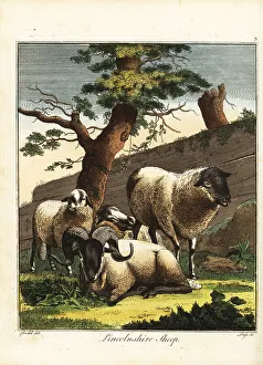 Recreation And Amusement Prints: Ram, ewe and lambs of the Lincoln Longwool