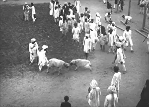 Locking Prints: Ram fighting - India