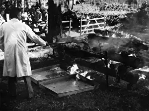 Barbecue Prints: Ram Roasting Tradition