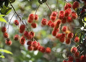 Malaysia Prints: Rambutan Fruit