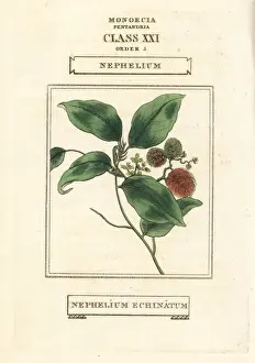 Duppa Prints: Rambutan, Nephelium lappaceum