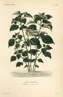 Oudet Gallery: Ramie or China grass, Boehmeria nivea, Urtica nivea