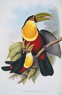 John Gould Gallery: Ramphastos dicolorus, red-breasted toucan