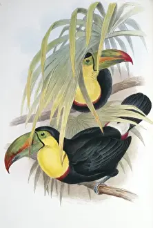 Keel Prints: Ramphastos sulfuratus brevicarinatus, keel-billed toucan