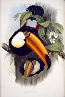 Hollow Prints: Ramphastos toco, toco toucan