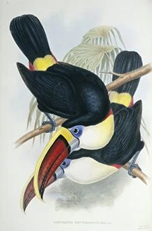 John Gould Gallery: Ramphastos vitillenus, channel-billed toucan