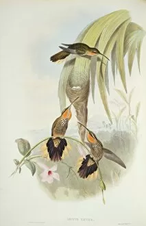 Elizabeth Gould Gallery: Ramphodon naevius, saw-billed hermit