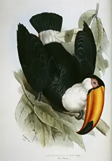 Lear Prints: Ramphostos toco, toco toucan