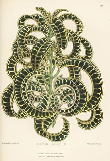 Houseplant Prints: Ram's horn croton, Codiaeum variegatum var. volutum