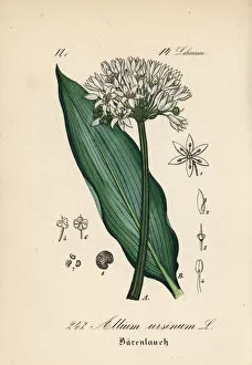 Allium Gallery: Ramsons, buckrams, or wild garlic, Allium ursinum