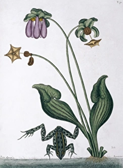 Mark Catesby Collection: Rana aquatica, water frog