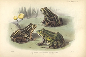 Neobatrachia Gallery: Rana esculenta, edible frog