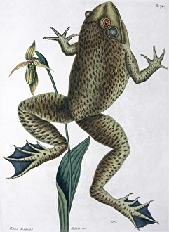 Anura Gallery: Rana maxima, bull frog