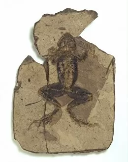 Tertiary Period Gallery: Rana pueyoi, fossil frog