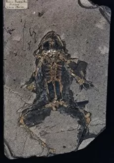 Rana Gallery: Rana species, fossil frog