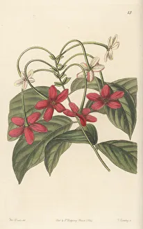 Pince Prints: Rangoon creeper, Combretum indicum