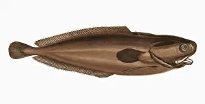Lesser Prints: Raniceps raninus, or Tadpole Fish