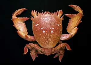 Ranina ranina, spanner crab