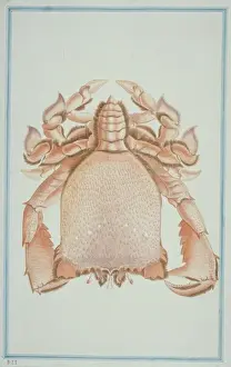 Ranina ranina, spanner crab