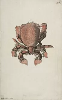 Crustacea Collection: Ranina ranina, spanner crab