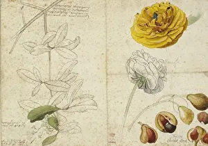 Ehret Prints: Ranunculus asiaticus (flower) Aesculus pavia (fruit) Viburnu