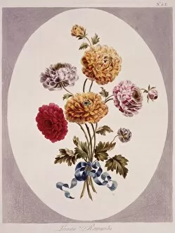 Magenta Collection: Ranunculus asiaticus, Persian buttercup