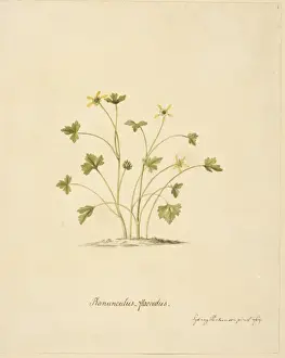 Buttercup Prints: Ranunculus biternatus, antarctic buttercup