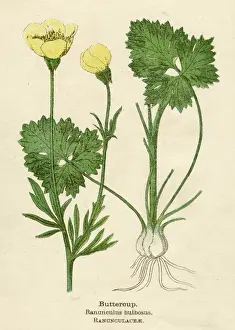 Buttercup Prints: RANUNCULUS BULBOSUS