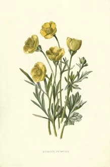 Butter Cup Collection: Ranunculus Bulbosus
